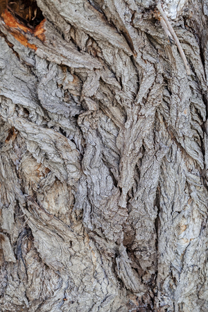 Close up of old tree bark texture in the forest, highly detailedの写真素材