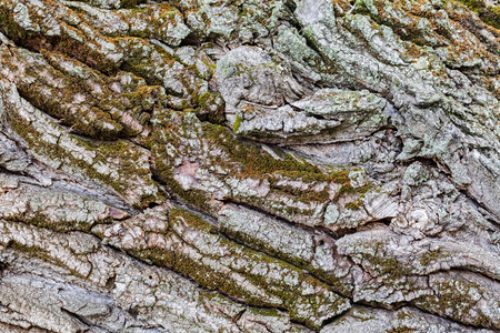 Close up of tree bark structure with the moss in autumnの写真素材