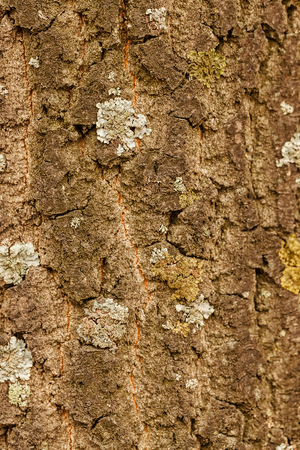 Close up of tree bark structure with the moss in autumnの写真素材