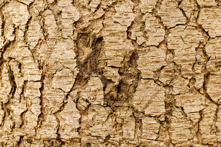 Close up of old tree bark texture in the forest, highly detailedの写真素材