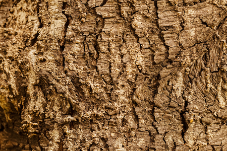 Close up of old tree bark texture in the forest, highly detailedの写真素材