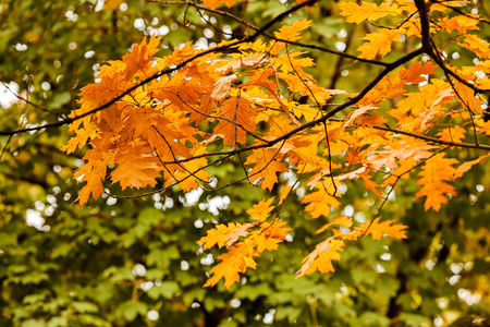 View on autumn leaves on the tree in the park, day time; note shallow depth of fieldの写真素材