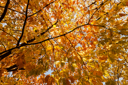 tree crown in the fall on a sunny day, note shallow depth of fieldの写真素材