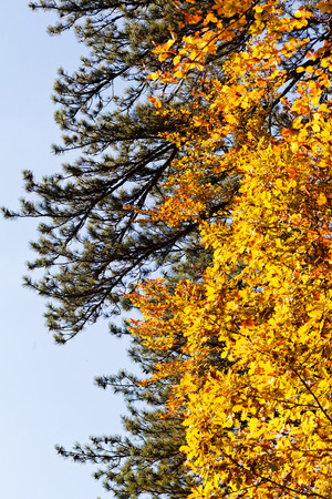 autumn leaves, note shallow depth of fieldの写真素材