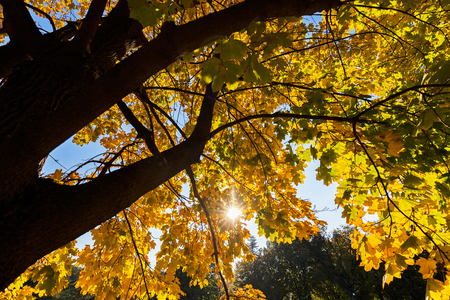 yellow foliage of the treestop in early fall, note shallow depth of fieldの写真素材