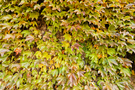 green wild tree-creeper on the begining of autumn, note shallow depth of fieldの写真素材