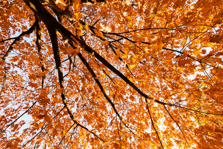 leaves of oak in red color in autumn,note shallow depth of fieldの写真素材