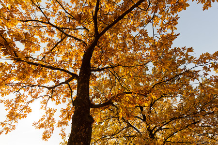 trees in early autumn taken from the "frog perspective", note shallow depth of  fieldの写真素材
