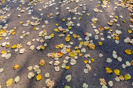fallen leaves on the asphalt, note shallow depth of fieldの写真素材