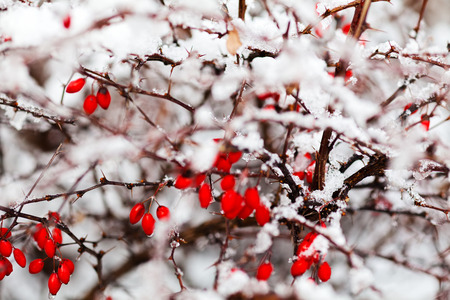 Branch of rosehips bush with berries covered with snow; note shallow depth of fieldの写真素材