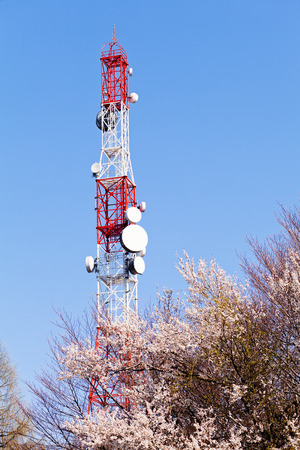 peak of steel repeater in the woodの写真素材
