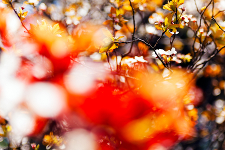 abstract white flowers with red foliage, for blurred backgroundの写真素材