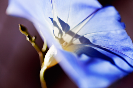 sunlight in the blue bellflower on the dark background , note shallow dept of fieldの写真素材