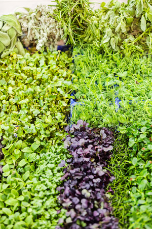 kinds of herbs at the fair, note shallow depth of fieldの写真素材