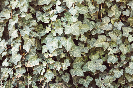 ivy leaves in spring on a sunny day, note shallow depth of fieldの写真素材