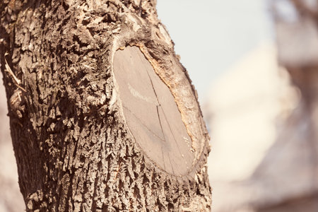 trunk in forest , note shallow depth of field