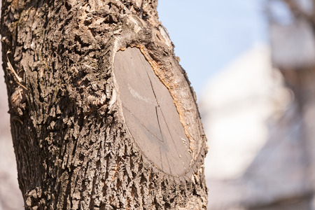 trunk in forest , note shallow depth of fieldの写真素材
