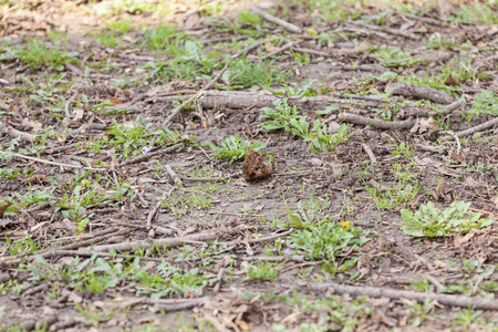Young green grass in  spring, note shallow depth of fieldの写真素材