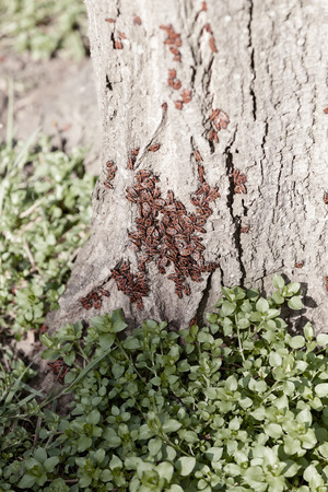 red begbugs on the bark of a tree, note shallow depth of fieldの写真素材