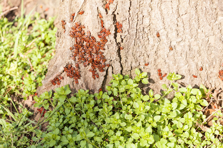 red begbugs on the bark of a tree, note shallow depth of fieldの写真素材