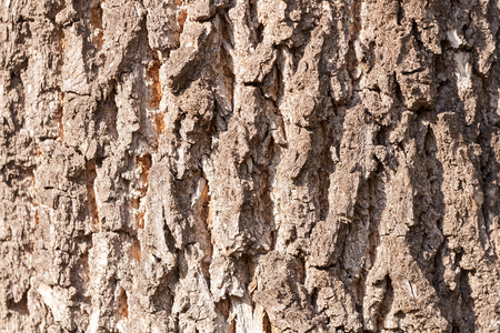 tree bark in nature, note shallow depth of fieldの写真素材