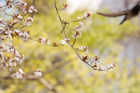treetop with white flowers in the spring, note shallow dept of fieldの写真素材