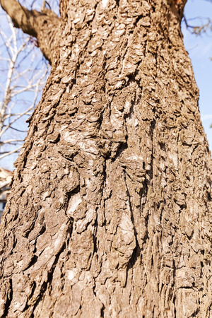 tree bark in nature, note shallow depth of fieldの写真素材