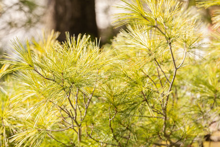 white pine branches and sky in the background, note shallow depth of field