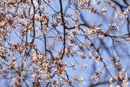 tree with white flowers in the spring on the blue background, note shallow dept of fieldの写真素材