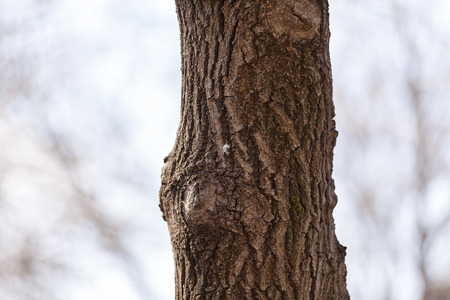 tree bark in nature on the white background, note shallow depth of fieldの写真素材