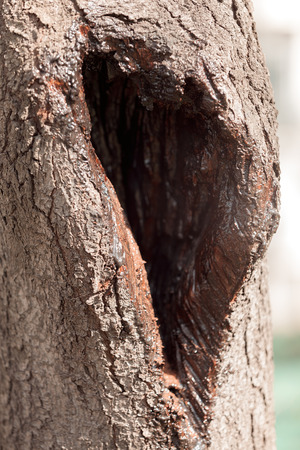 tree with a hole in nature, note shallow depth of fieldの写真素材