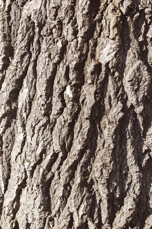 tree bark in nature, note shallow depth of fieldの写真素材