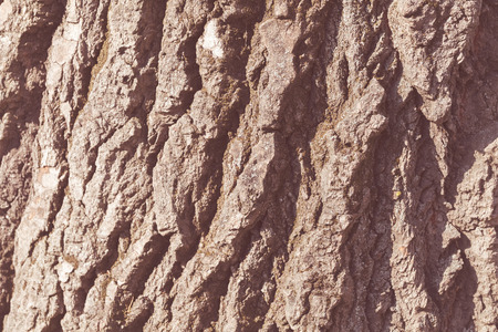 tree bark in nature, note shallow depth of fieldの写真素材