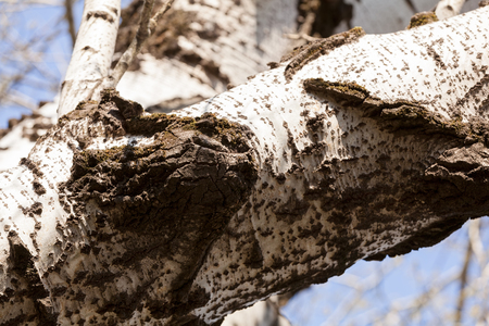 thick tree branch with reliefs on the bark in nature, note shallow depth of fieldの写真素材