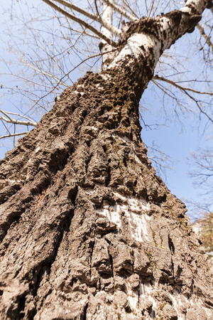 tree in the forest viewed from above with the sky above the treetops , note shallow depth of fieldの写真素材