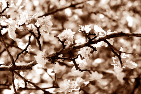 branches with white flowers in nature, note shallow dept of fieldの写真素材
