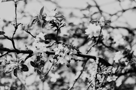 branches with white flowers in nature, note shallow dept of fieldの写真素材