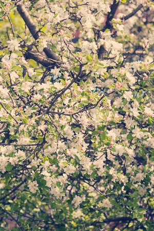 apple flower on the branches in spring, note shallow depth of fieldの写真素材
