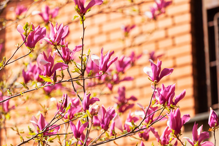 blossomed magnolia in front of building, note shallow depth of fieldの写真素材