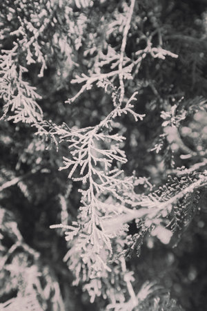 thuja tree with thick branches in nature, note shallow depth of field