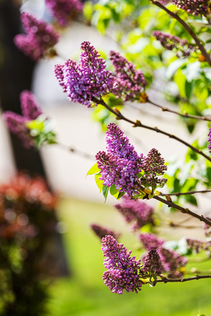 branchs of lilac in bloom, note shallow depth of fieldの写真素材