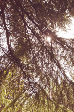 Conifer branch with sunlight  in nature, note shallow depth of fieldの写真素材