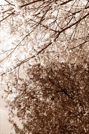 red and green leaves on the trees, note shallow depth of fieldの写真素材