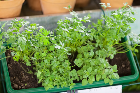 potted herbs, note shallow depth of fieldの写真素材