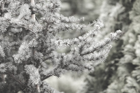 silver fir in a botanical garden, note shallow depth of field