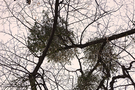 unusual tree branches  in nature, note shallow depth of fieldの写真素材