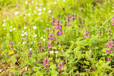 variety of plants  in the field, note shallow depth of field