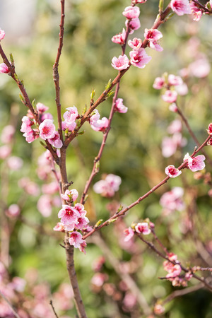 blossomed tree with pink flowers, note shallow depth of fieldの写真素材