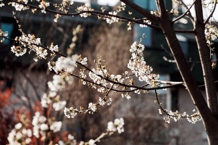 blossomed branch with white  flowers on the light background, note shallow depth of field