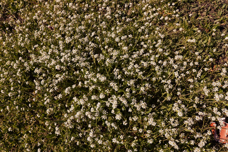 kinds of small white  flowers in the meadow, note shallow depth of fieldの写真素材